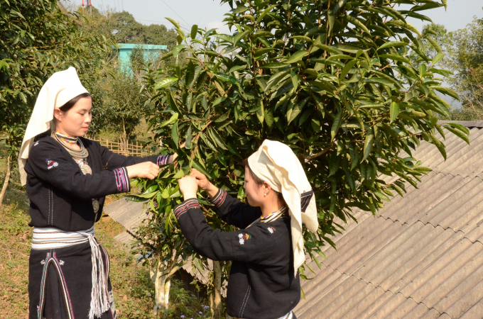 Snow Shan tea trees developed in the commodity direction have been contributing to improving the lives of people in Hong Thai commune.