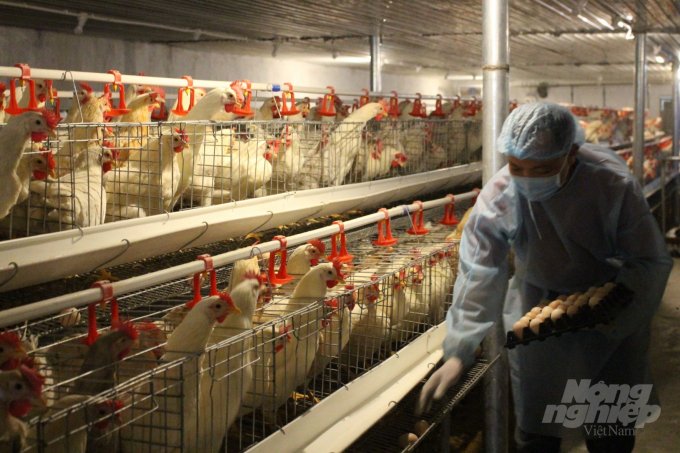 Covid-19 pandemic ha greatly affected the super-laying chicken farm of Mr. Nguyen Van Phuc's household (Truc Ninh district). Photo: An Lang.