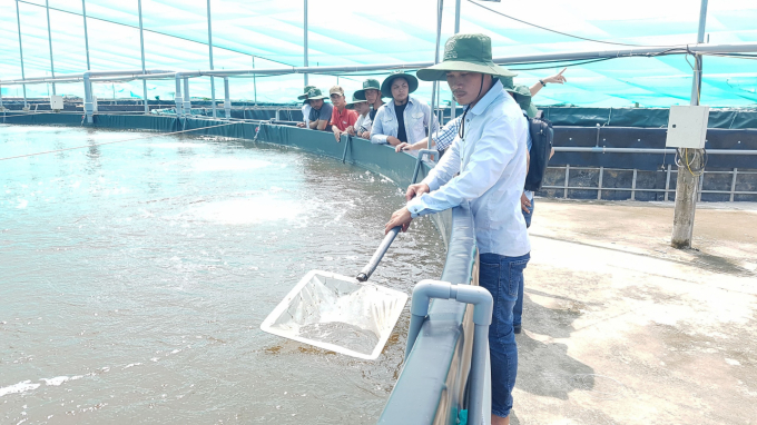 The shrimp market is adjusting as shrimp farms in the Mekong Delta provinces reduced production