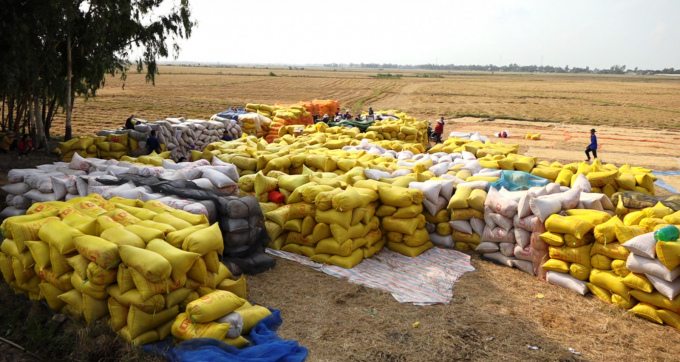 Rice exports in September excelled in numbers compared to August 2021 and September 2020. Photo: TL.