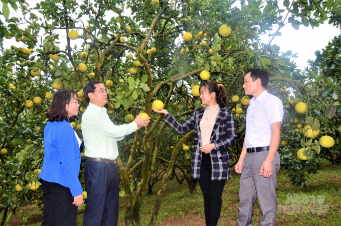 Farmers in Tuyen Quang find that growing pomelos under the organic model make it easier to consume compared to the conventional model. Photo: Dao Thanh.