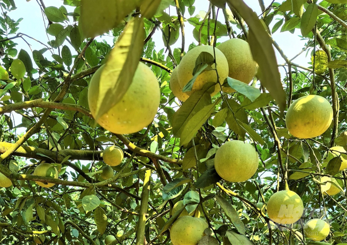 Although organic farming models may result in fruits not being as beautiful as those from conventional farming, the products can have their quality guaranteed and sold at a better price. Photo: Dao Thanh.