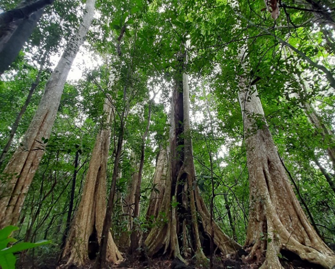 The funding committed to LEAF to pay for services of emissions reduction from forests is now up to USD 1 billion. This is also a great effort from Vietnam to join the initiative at COP26 so as to fulfill the country’s commitments in the Paris Agreement on Climate Change. Photo: HA.