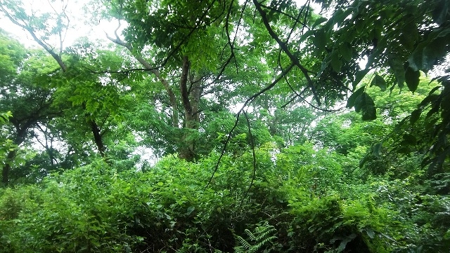 With this Letter of Intent, Vietnam transfers to LEAF/Emergent 5.15 million tons of CO2 emission reduction from forests in the South Central region and Central Highlands in the 2022-2026 period. Photo: HA.