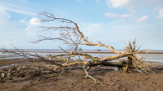 Sunrise over clump of dead trees as salt marsh occurred in Mekong Delta area. Photo: TonyNg/Shutterstock.