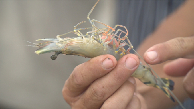 'Clean water is so important to grow healthy shrimp,' said Le Van Thanh, a farmer in Dong Hai District. 'I used to use chemicals to clean my ponds but in turn, it killed a lot of shrimp. Tilapias are so great -- they clean the water and bring extra income.'