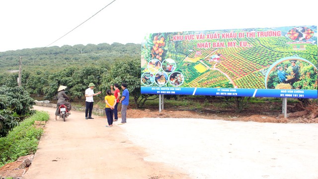 Thieu lychee production area for export in Phuc Hoa commune (Tan Yen district).