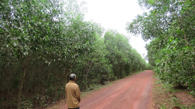 The coastal forest in Le Thuy district, Quang Binh Province. Photo: baoquangbinh.vn