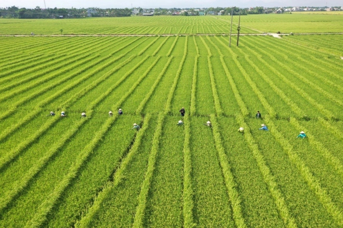 F1 generation seeds - Hybrid rice MHC2, be grown in Quang Nam province for the 2021 Spring-Summer crop. 