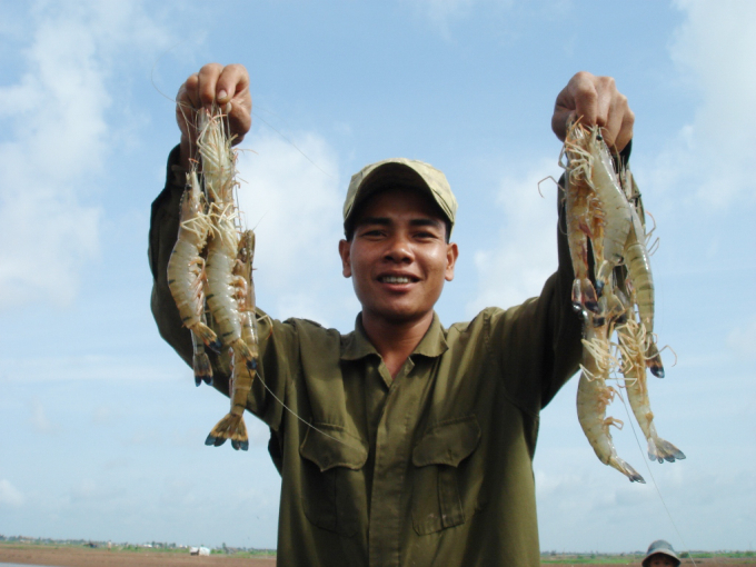 Harvesting shrimp in the Mekong Delta.