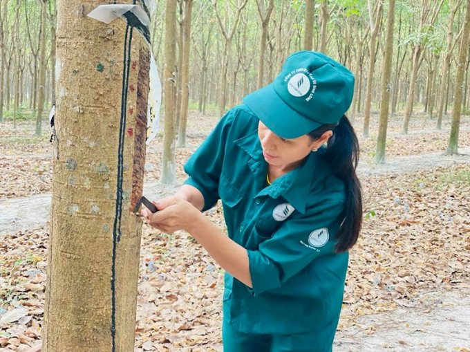 A worker is harvesting rubber latex.