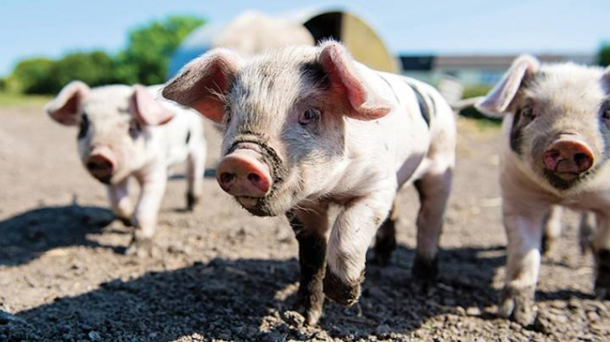 Pork prices in most provinces less fluctuate, only its prices decrease slightly by VND 1,000-2,000 per kilogram in the North and the South.