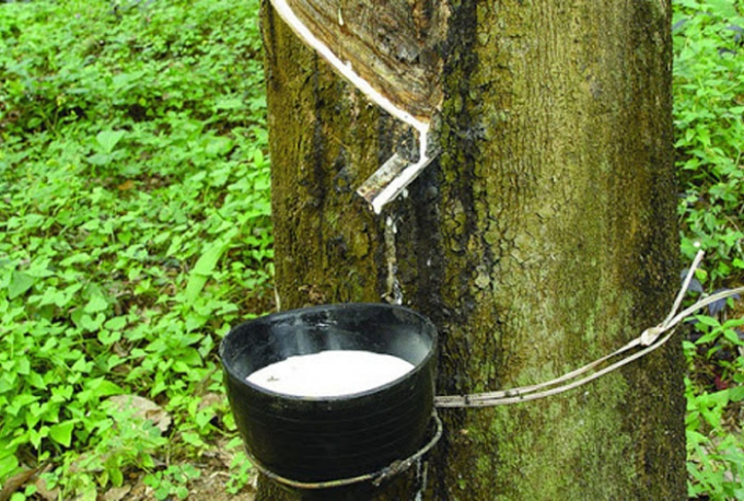 Rubber prices today are stable in the domestic market but oppositely adjusted in the world market. Photo: Pinterest. 