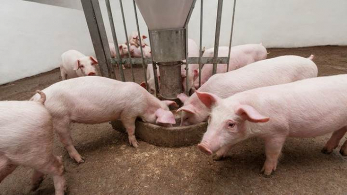 Giá thịt lợn thường có xu hướng tăng mạnh vào dịp Tết nguyên đán.