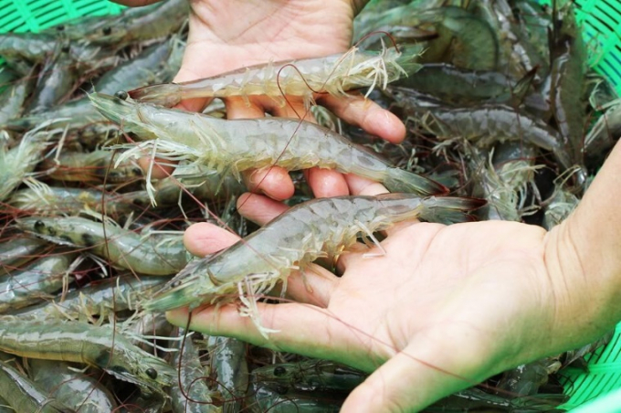 White shrimp and snakehead prices are stable compared to yesterday.