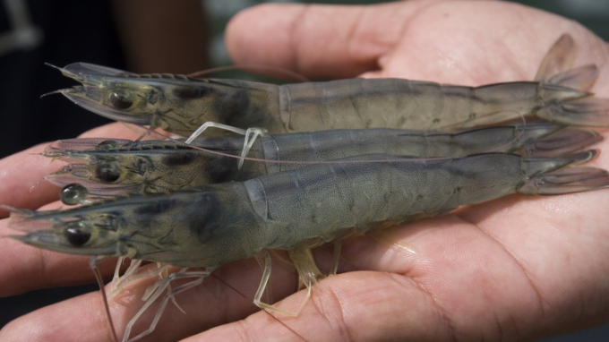 White shrimp prices today, August 7, decrease sharply compared to yesterday.