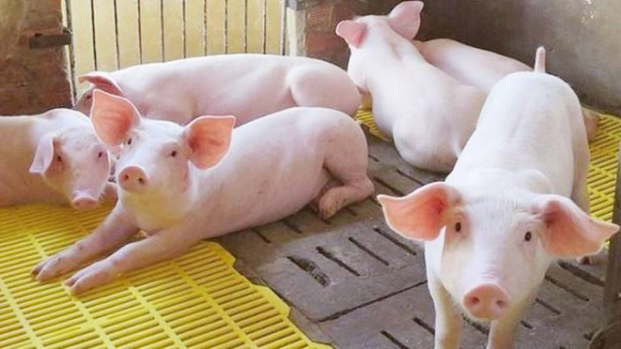 In comparison with last weekend, live pork prices have decreased by VND 1,000-3,000 per kilogram.