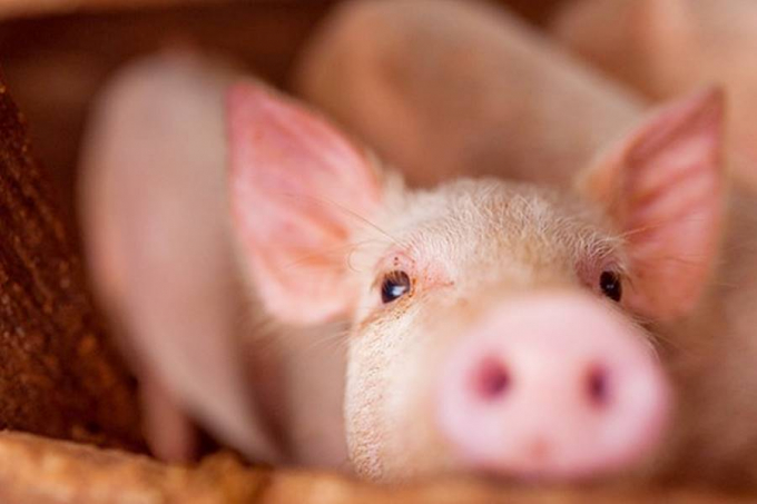 Live pork prices today, August 10, are adjusted oppositely nationwide.