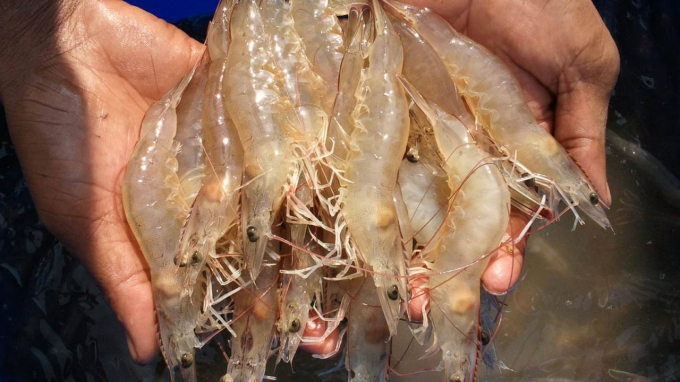 White shrimp prices today, August 10, are stable in most types compared to yesterday.