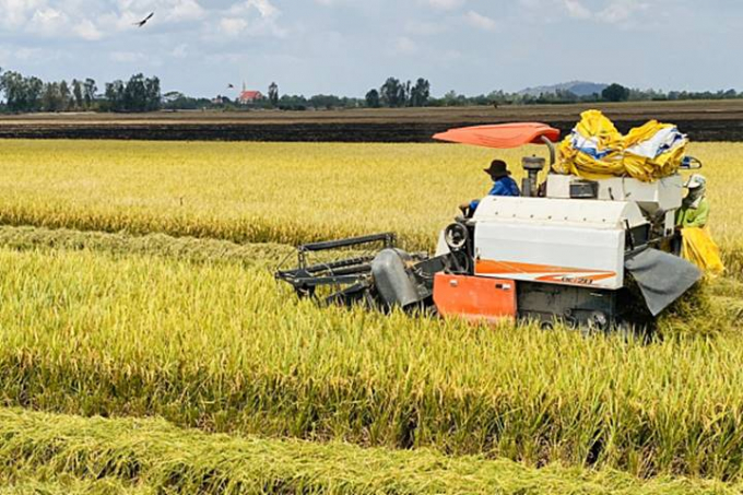 Rice prices today, August 13, increase slightly in some varieties compared to yesterday.