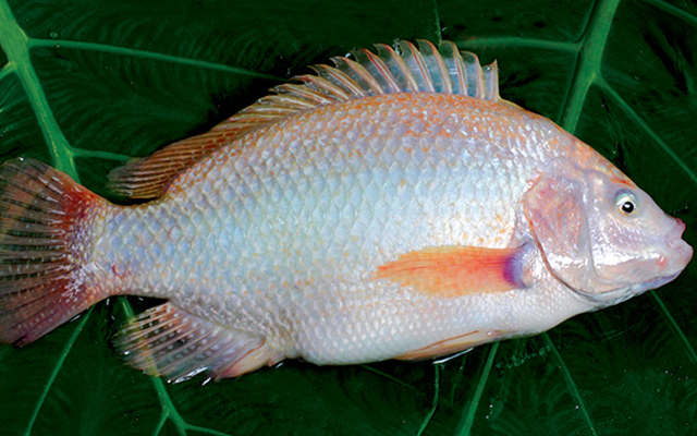 Red tilapia prices today, August 17, are VND 34,000-35,000 per kilogram, unchanged compared to yesterday.