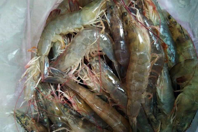 White shrimp prices today, August 17, move sideways in most types compared to yesterday.