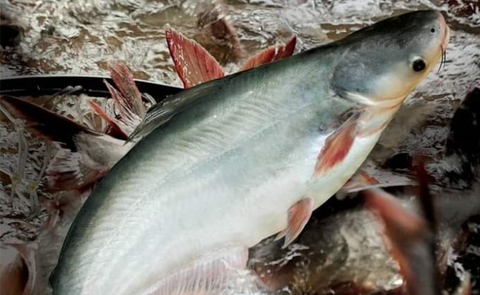Pangasius export to Russia increased by 83% over 11 months. Photo: TL.