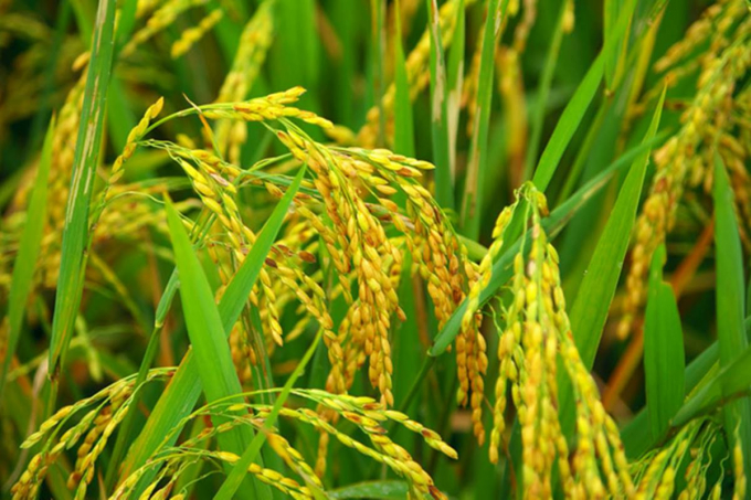 Rice prices today, August 18, suddenly drop by VND 200 per kilogram.