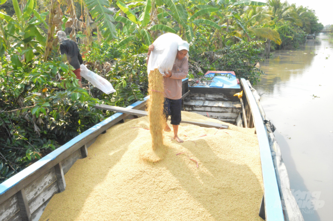 Rice prices today, August 19, in An Giang province, change oppositely compared to yesterday. Photo: TL.