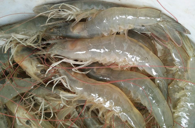 White shrimp prices today, August 18, move sideways in most types compared to yesterday.