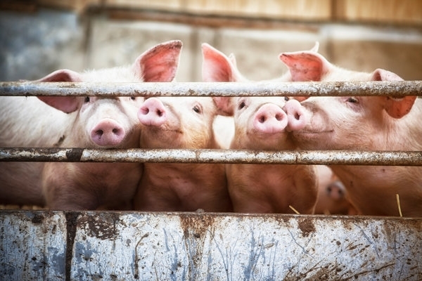 Live pork prices today, August 20: oppositely changes nationwide.