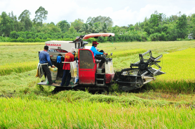 Rice prices today, August 20, keep stable compared to yesterday, excluding the fresh OM 18 paddy. Photo: Dinh Tung. 