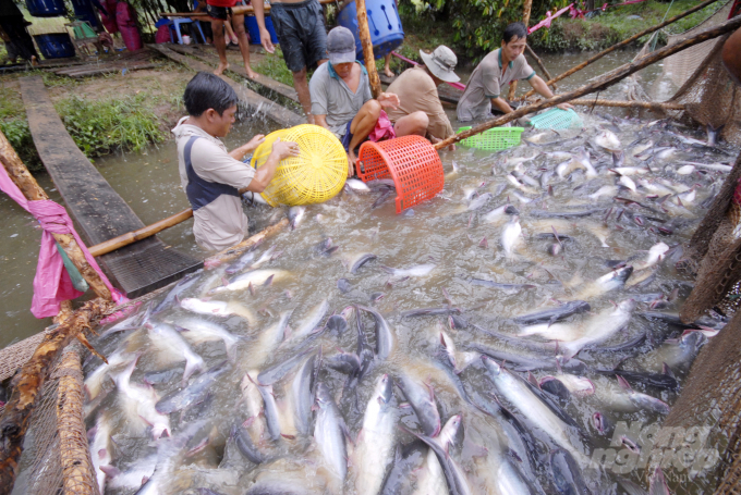 Pangasius prices today, August 21, are VND 21,000-22,000 per kilogram, unchanged compared to yesterday. Photo: LHV.