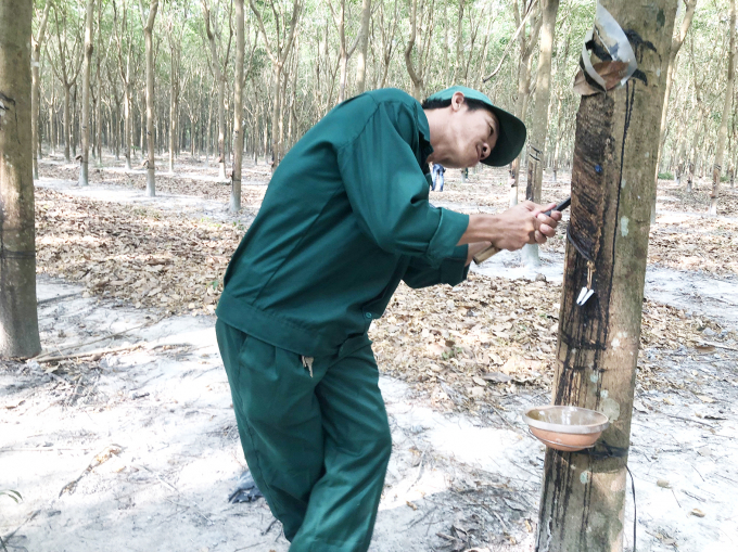 Rubber prices went to the lowest in the past three weeks. Photo: Thanh Hai.