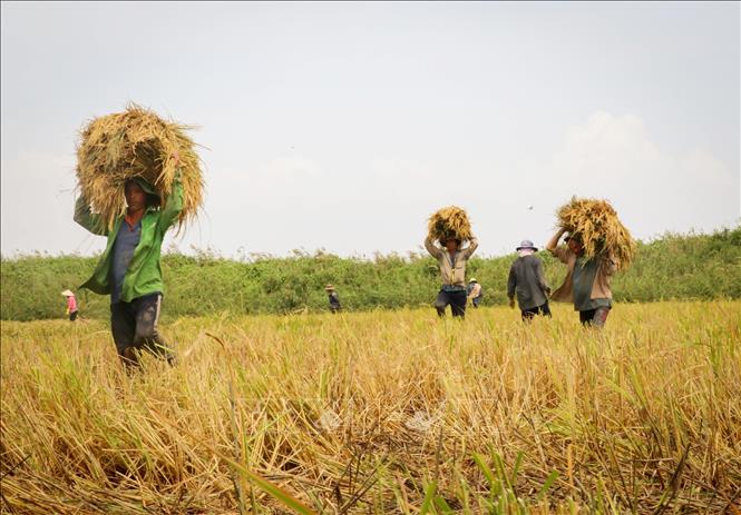 Recent rice prices in the Mekong Delta provinces have been pretty stable. However, the trading market is still not as active as in previous years. Photo: Nam Thai.