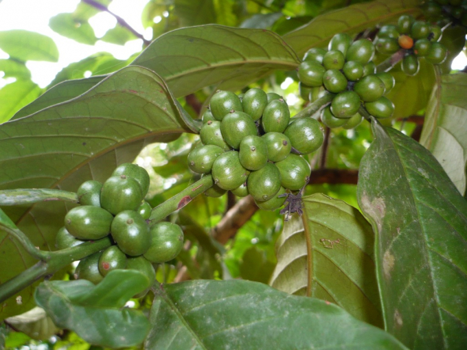 Agricultural commodity prices today, August 24: Coffee turns to increase by VND 400-500 per kilogram.