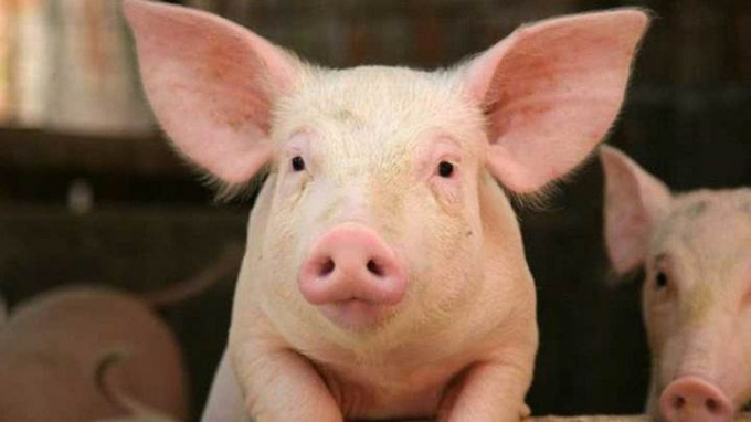 Live pork prices today, August 23: move sideways nationwide.