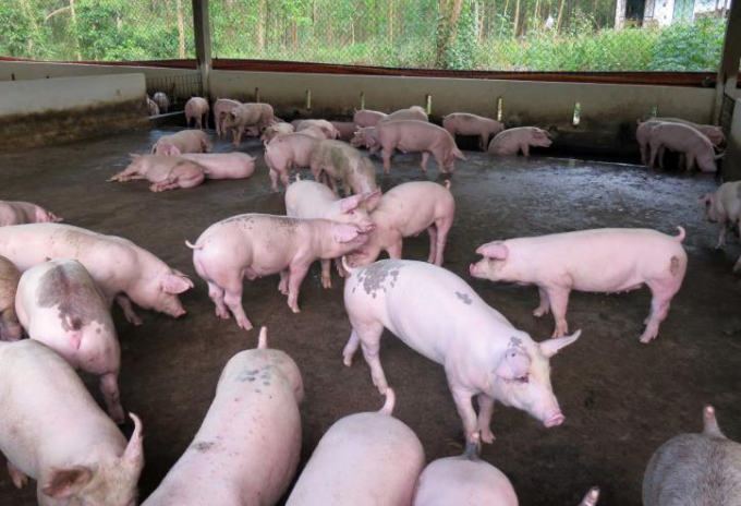 Live pork prices today, August 24, are stable in the Central but change by VND 1,000 per kilogram in the North and the South.