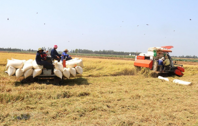 Rice prices today, August 25: Farmers struggle as rice trader canceled their deposits.