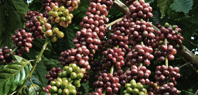 Agricultural commodity prices today, August 25: Coffee continues to increase by VND 500 per kilogram. 