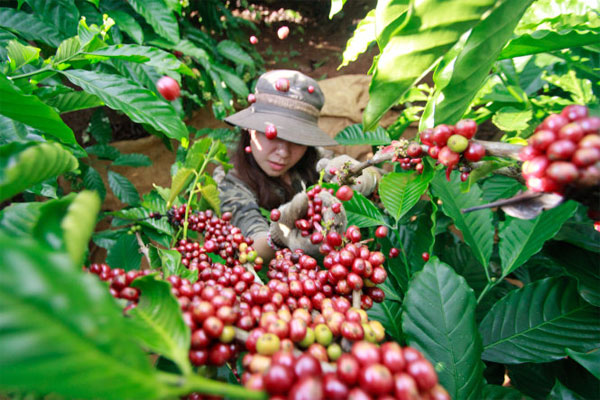 Agricultural commodity prices today, August 26: Coffee continues to rise by VND 200-300 per kilogram. Photo: TTO.