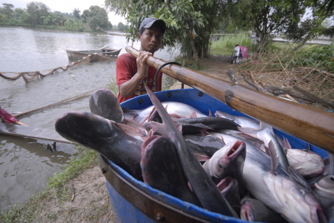 Fishery prices are stable in most types from the beginning of August by decrease slightly today. Photo: LHV.