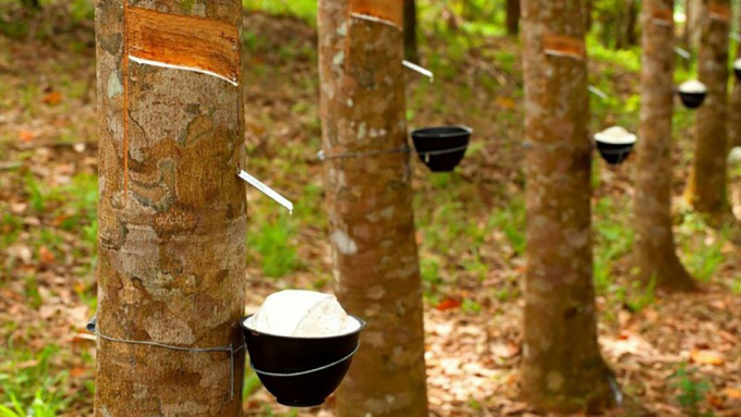 Rubber prices today, August 26: are pretty stable in the world and domestic market.