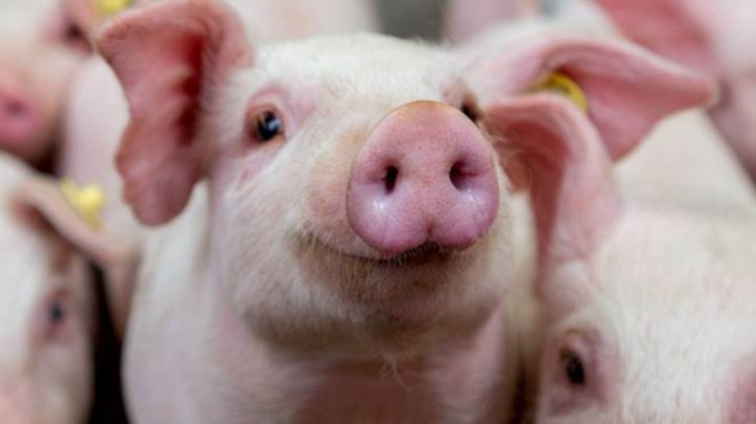 Live pork prices today, August 25, decrease slightly by VND 1,000 per kilogram in the North and the South.