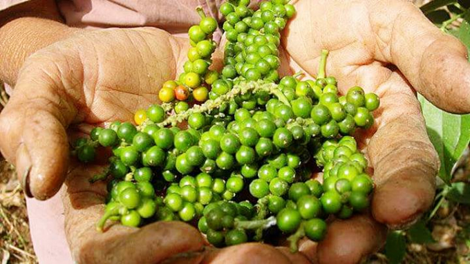 Pepper prices today, August 28: likewise yesterday, go down by VND 500.