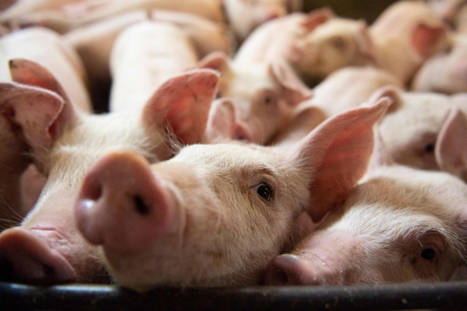 Live pork prices today, August 28: decrease slightly by VND 1,000-2,000 in some places. Photo: AFP.