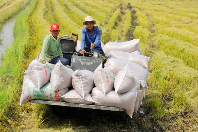 Việc thu hoạch và lưu thông, vận chuyển gạo tại khu vực ĐBSCL bị đứt gãy thời gian qua, do ảnh hưởng của Covid-19.