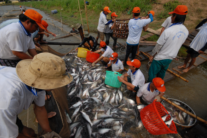 Pangasius prices are pretty stable since the August beginning.