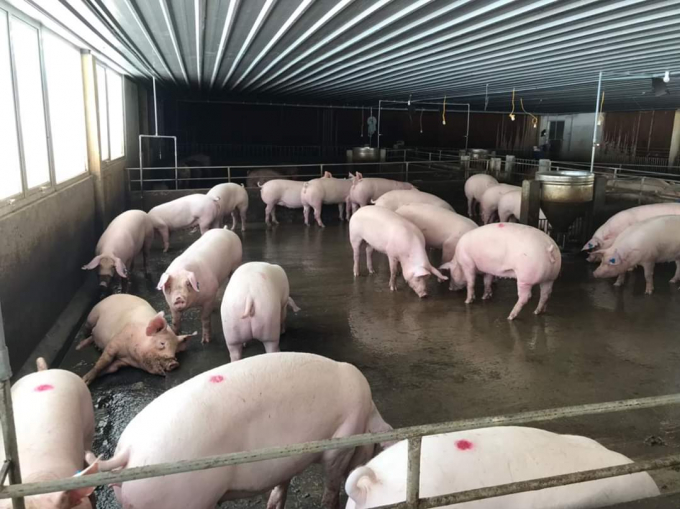 Live pork prices today, August 31, change oppositely by VND 1,000-3,000 per kilogram. Photo: NH.