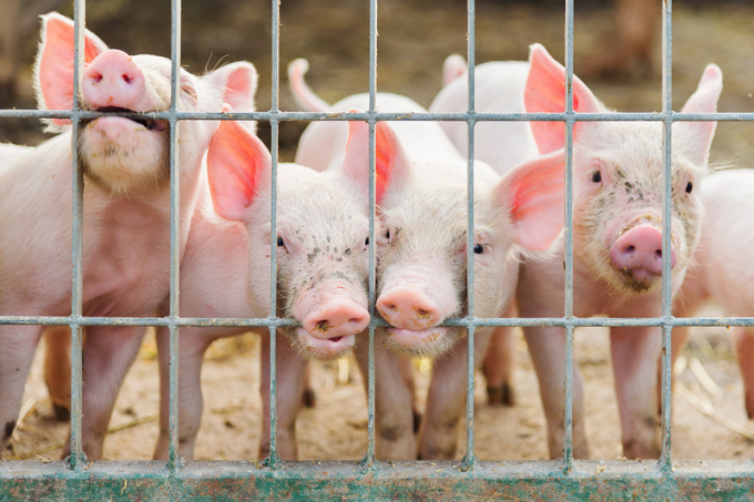 Live pork prices today, August 30, increase by VND 1,000 per kilogram in the South.